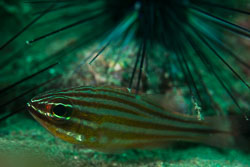 BD-161103-Alor-4600-Ostorhinchus-holotaenia-(Regan.-1905)-[Copperstriped-cardinalfish].jpg